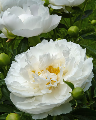 PEONIA MISS AMERICA
