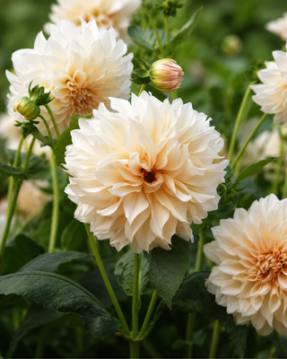 DAHLIA COLLECTION - MIX ROMANTICO