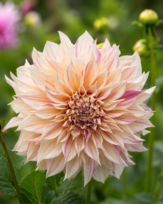 DAHLIA COLLECTION - MIX ROMANTICO