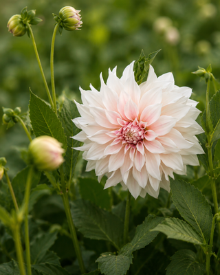 DAHLIA COLLECTION - MIX ROMANTICO