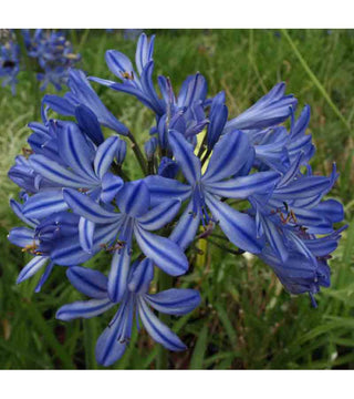 Agapanthus Moonlight Star