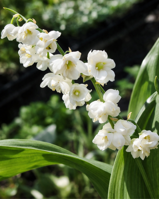 MUGHETTO CONVALLARIA MAJALIS FIORE PIENO