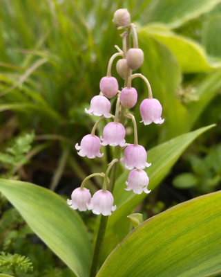 MUGHETTO CONVALLARIA MAJALIS ROSA IN VASO
