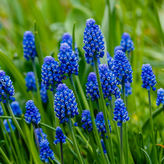 Muscari Armeniacum