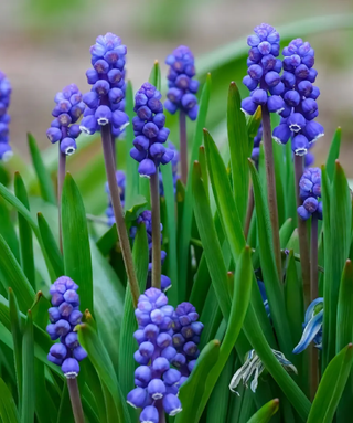 Bulbettino - MUSCARI