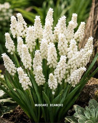 Giardino Bianco