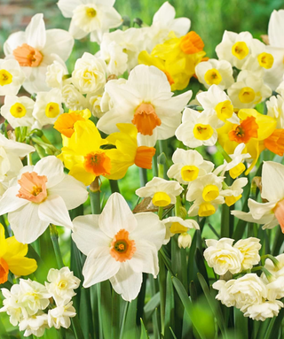 Bulbettino - NARCISI