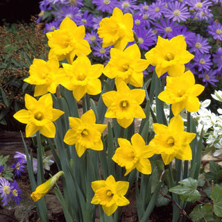 Narciso altri obvallaris