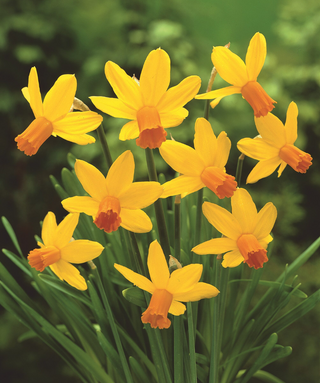 Narciso cyclamineus Itzim