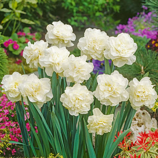 Narciso doppio Obdam