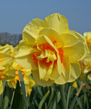 Narciso doppio Tahiti