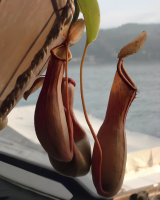 NEPENTHES "VENTRATA"