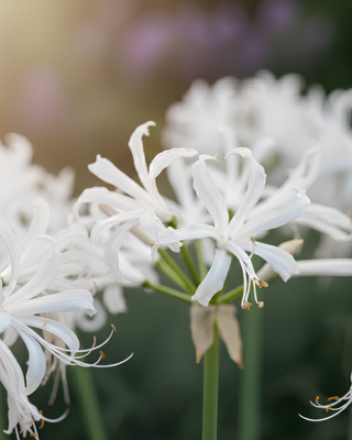 NERINE BOWDENII ALBA