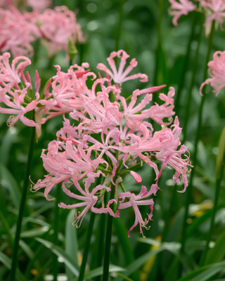 NERINE BOWDENII FAVOURITE