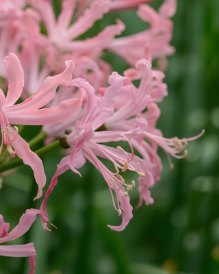 NERINE BOWDENII FAVOURITE