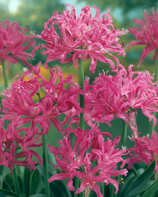NERINE BOWDENII