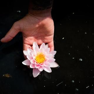 NINFEA ODORATA LUCIANA