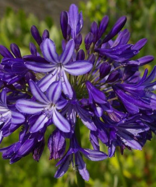 Agapanthus Northern Lights