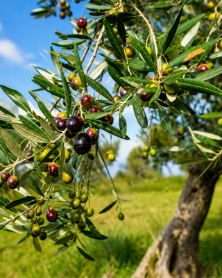 PIANTA DI OLIVO NOSTRALE DI RIGALI "OLEA EUROPAEA"