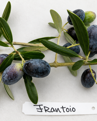 PIANTA DI OLIVO FRANTOIO "OLEA EUROPAEA"