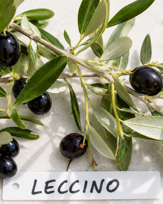PIANTA DI OLIVO LECCINO "OLEA EUROPAEA"