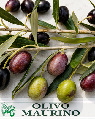PIANTA DI OLIVO MAURINO "OLEA EUROPAEA"