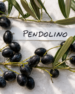 PIANTA DI OLIVO PENDOLINO "OLEA EUROPAEA"