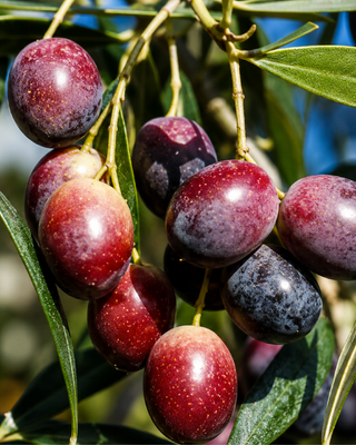 PIANTA DI OLIVO RAGGIOLA "OLEA EUROPAEA"