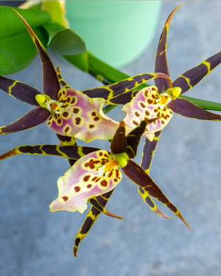 ORCHIDEA BRASSIA