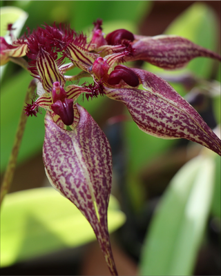 ORCHIDEA BULBOPHYLLUM