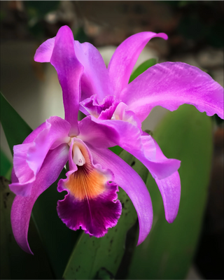 ORCHIDEA CATTLEYA