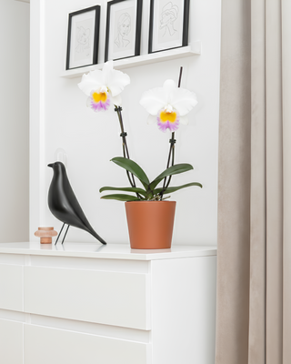 ORCHIDEA CATTLEYA MARCEL