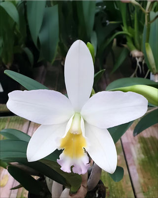 ORCHIDEA CATTLEYA MARCEL