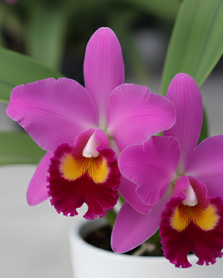 ORCHIDEA CATTLEYA QUILLA