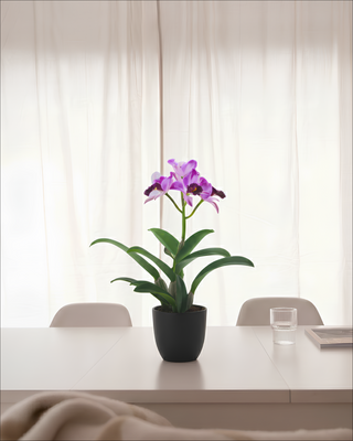 ORCHIDEA CATTLEYA QUILLA