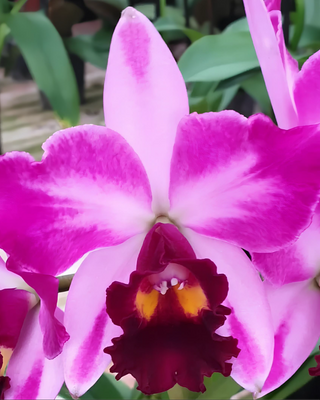 ORCHIDEA CATTLEYA QUILLA