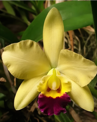 ORCHIDEA CATTLEYA VERENA