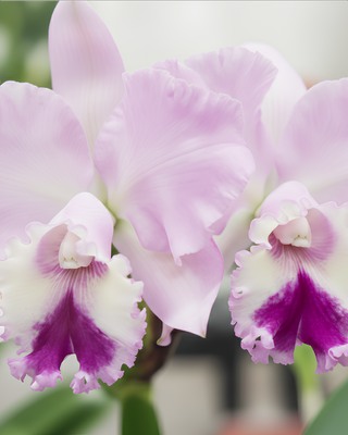 ORCHIDEA CATTLEYA WILMA