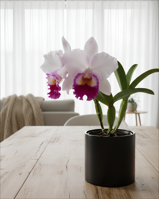 ORCHIDEA CATTLEYA WILMA