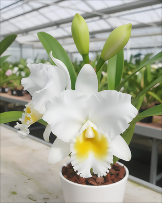 ORCHIDEA CATTLEYA WILMA