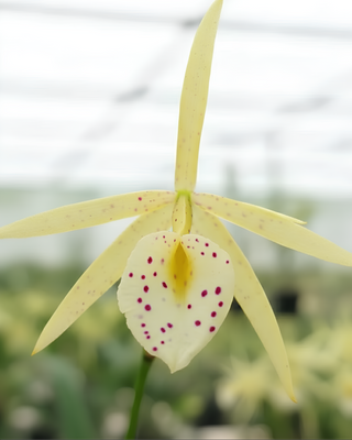 ORCHIDEA CATTLEYA YELLOW BIRD