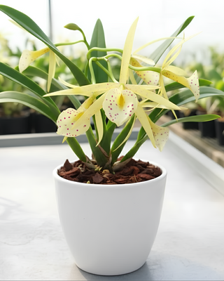 ORCHIDEA CATTLEYA YELLOW BIRD