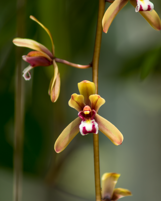 ORCHIDEA CYMBIDIUM