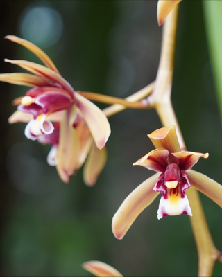 ORCHIDEA CYMBIDIUM