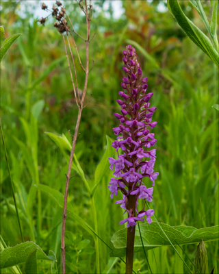ORCHIDEA DATYLORHIZA MAJALIS IN VASO