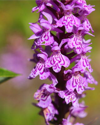 ORCHIDEA DACTYLORHIZA PARDALINA IN VASO