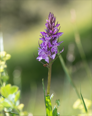 ORCHIDEA DACTYLORHIZA PARDALINA IN VASO