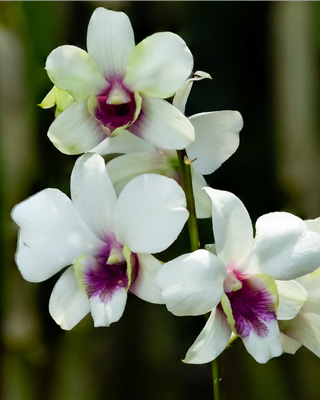 ORCHIDEA DENDROBIUM