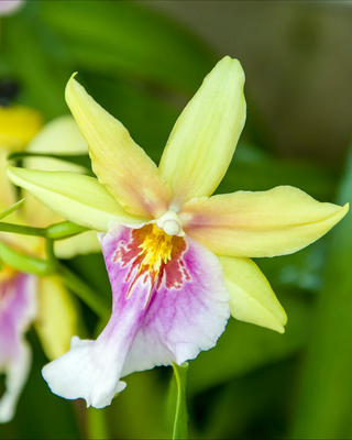 ORCHIDEA MILTONIA