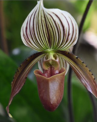 ORCHIDEA PAPHIOPEDILUM